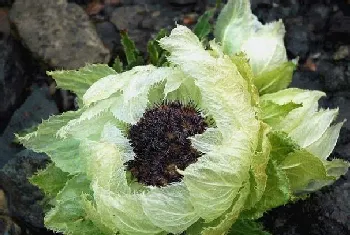 雪莲花的食用方法