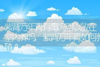 紫背万年青有毒吗可以放在室内养吗