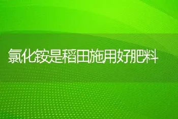 水貂产仔哺乳期的饲养管理