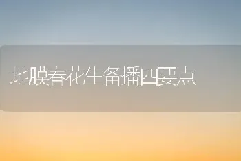 地膜春花生备播四要点