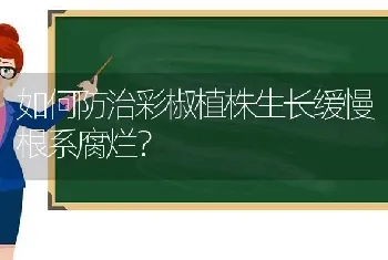 如何防治彩椒植株生长缓慢根系腐烂?