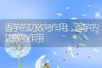 香芋的功效与作用