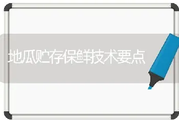 地瓜贮存保鲜技术要点