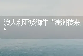 澳大利亚矮脚牛“澳洲楼来”