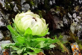 天山雪莲的正确吃法