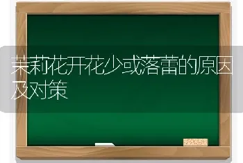 茉莉花开花少或落蕾的原因及对策