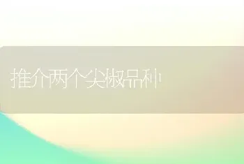 推介两个尖椒品种