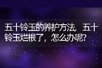 五十铃玉的养护方法