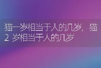 猫一岁相当于人的几岁,猫2岁相当于人的几岁