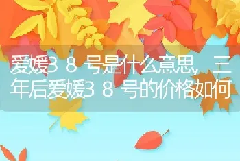 爱媛38号是什么意思