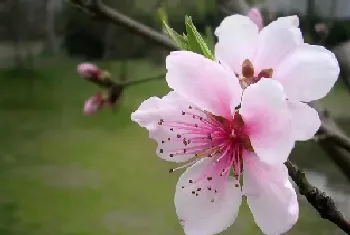 春天开的花有哪些