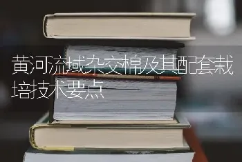 黄河流域杂交棉及其配套栽培技术要点