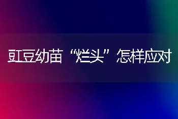 豇豆幼苗“烂头”怎样应对