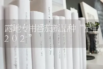 露地专用番茄新品种“星宇202”