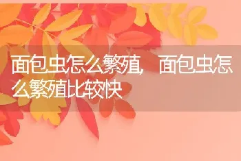 面包虫怎么繁殖,面包虫怎么繁殖比较快