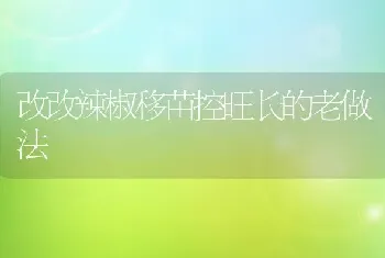 改改辣椒移苗控旺长的老做法