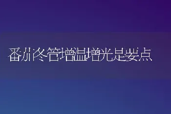 番茄冬管增温增光是要点