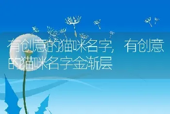 有创意的猫咪名字,有创意的猫咪名字金渐层