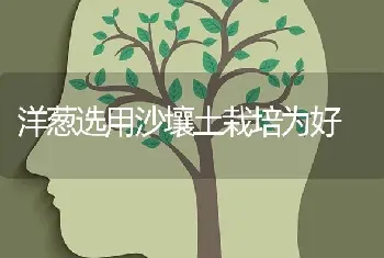 洋葱选用沙壤土栽培为好