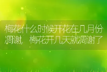 梅花什么时候开花在几月份凋谢