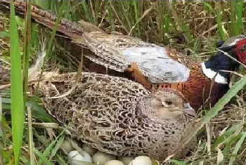 山鸡种苗育雏技术要点