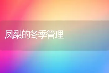 凤梨的冬季管理