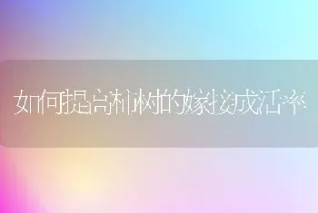 如何提高柿树的嫁接成活率