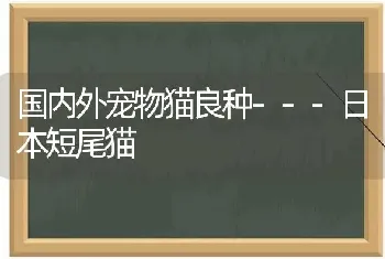 国内外宠物猫良种---日本短尾猫