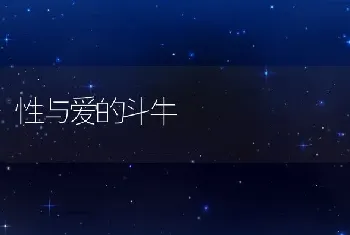 性与爱的斗牛