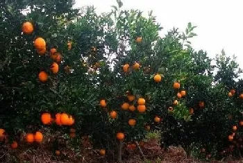 高产脐橙的种植管理技巧