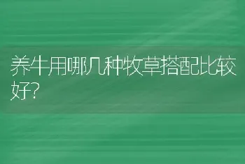 养牛用哪几种牧草搭配比较好?