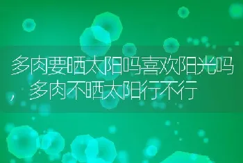 多肉要晒太阳吗喜欢阳光吗