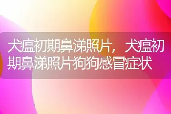 犬瘟初期鼻涕照片,犬瘟初期鼻涕照片狗狗感冒症状