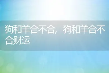 狗和羊合不合,狗和羊合不合财运