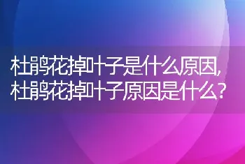 杜鹃花掉叶子是什么原因