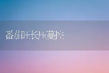 番茄旺长压蔓控