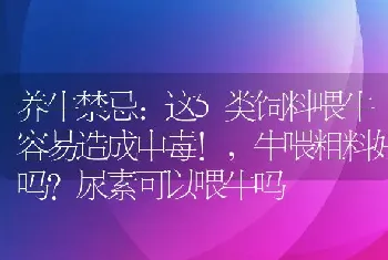 养牛禁忌:这5类饲料喂牛容易造成中毒!