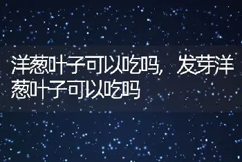 洋葱叶子可以吃吗,发芽洋葱叶子可以吃吗