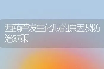 西葫芦发生化瓜的原因及防治对策