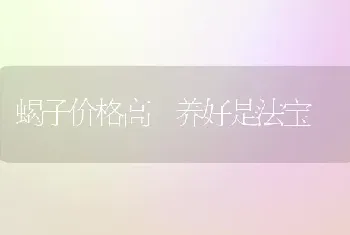 蝎子价格高 养好是法宝