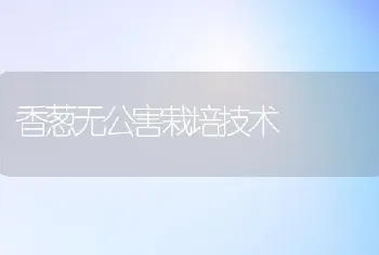 香葱无公害栽培技术