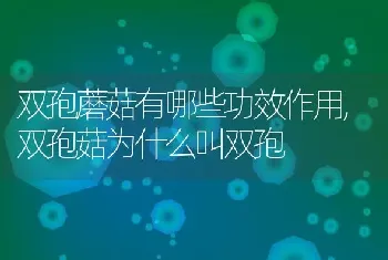 山东省寿光市四季梨日光温室栽培技术