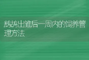 鹧鸪出雏后一周内的饲养管理方法