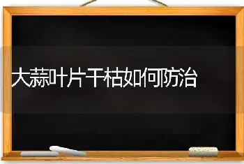 大蒜叶片干枯如何防治