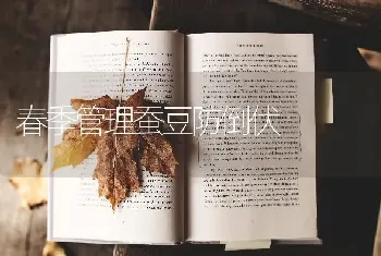 春季管理蚕豆防倒伏