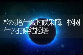 矮牵牛的生长习性特点和生长环境条件