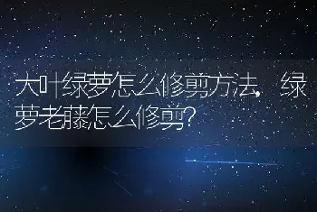 沙漠玫瑰什么品种最好