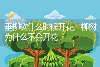 垂柳树什么时候开花