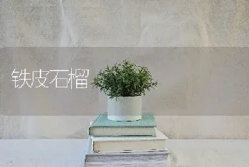 铁皮石榴