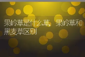 果岭草是什么草